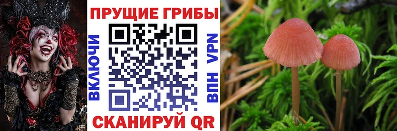 дарнет шоп  Коркино  Галлюциногенные грибы мухоморы 